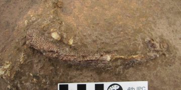 fossil encontrado