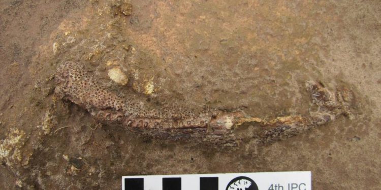 fossil encontrado