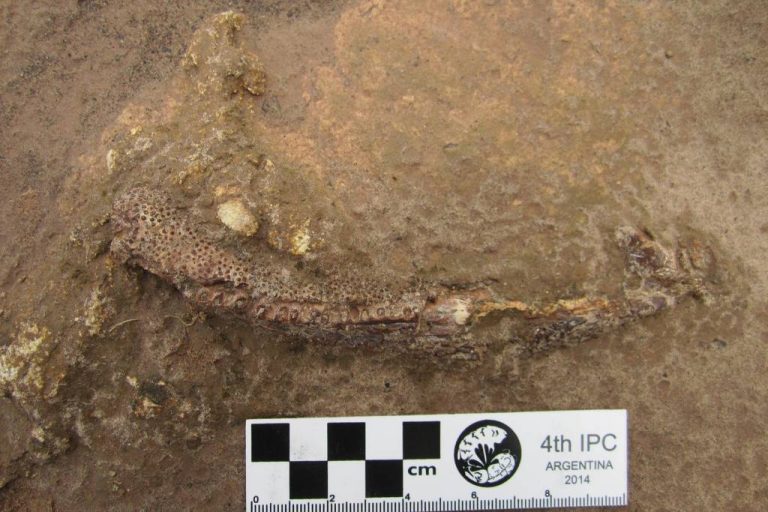 fossil encontrado