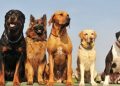 cachorro raça