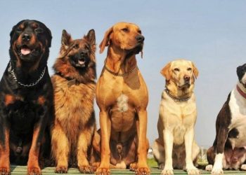 cachorro raça
