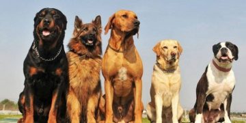 cachorro raça