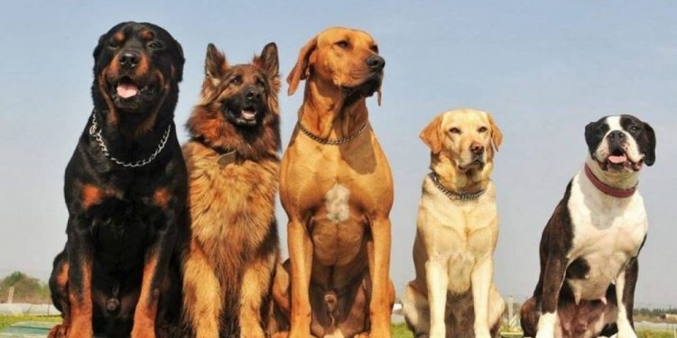 cachorro raça