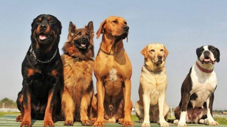 cachorro raça