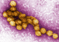 virus do nilo
