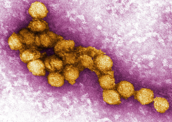 virus do nilo