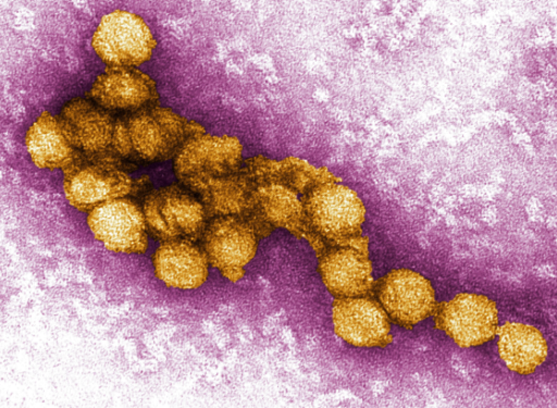 virus do nilo
