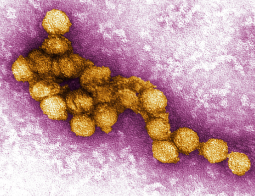 virus do nilo