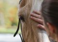 cavalo