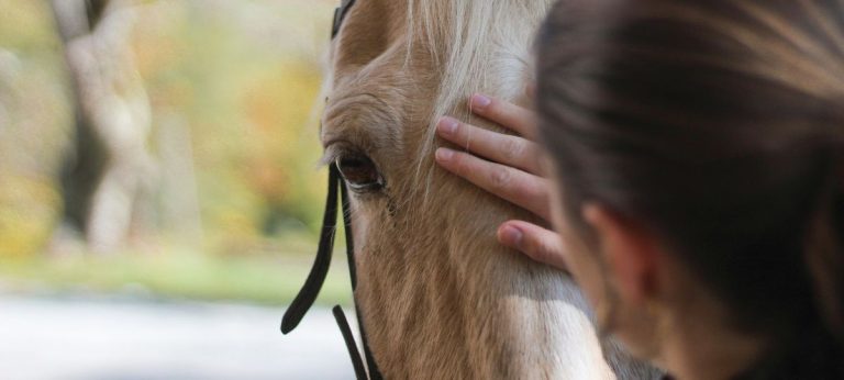 cavalo