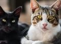gatos