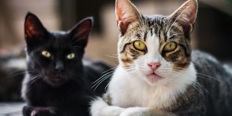 gatos