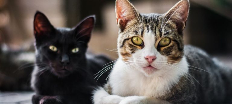 gatos