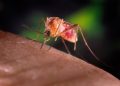 nilo ocidental virus europa mosquito