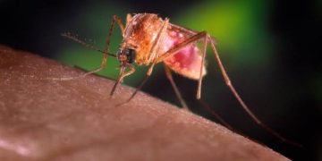 nilo ocidental virus europa mosquito