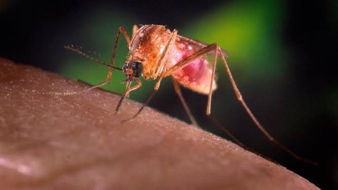 nilo ocidental virus europa mosquito