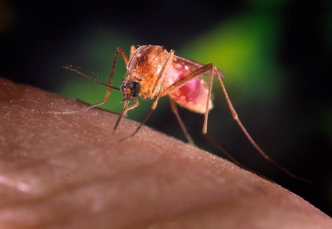 nilo ocidental virus europa mosquito