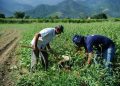 lavoura agro empresa