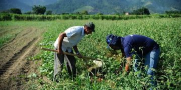lavoura agro empresa