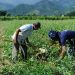 lavoura agro empresa