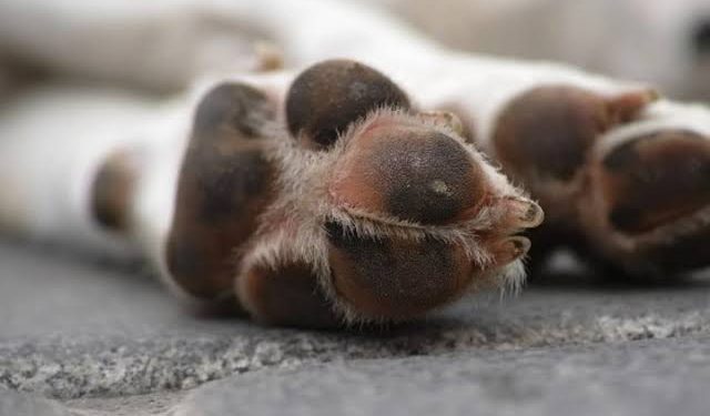 cachorro cão