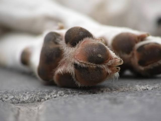 cachorro cão
