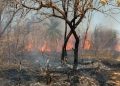 incêndio florestal