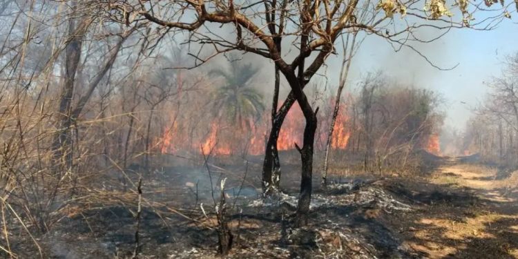 incêndio florestal
