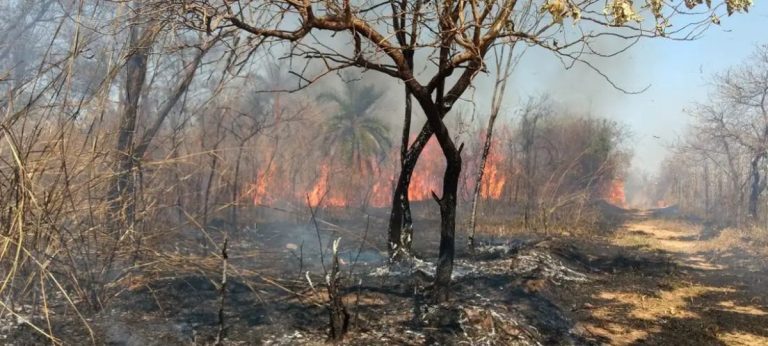 incêndio florestal
