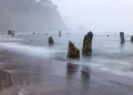 Floresta Fantasma de Neskowin, costa de Oregon (Imagem: Universidade de Washington)