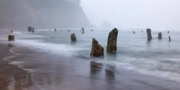 Floresta Fantasma de Neskowin, costa de Oregon (Imagem: Universidade de Washington)