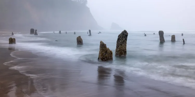 Floresta Fantasma de Neskowin, costa de Oregon (Imagem: Universidade de Washington)
