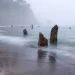 Floresta Fantasma de Neskowin, costa de Oregon (Imagem: Universidade de Washington)