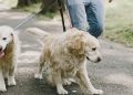 passeando cachorro
