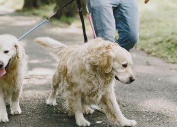 passeando cachorro