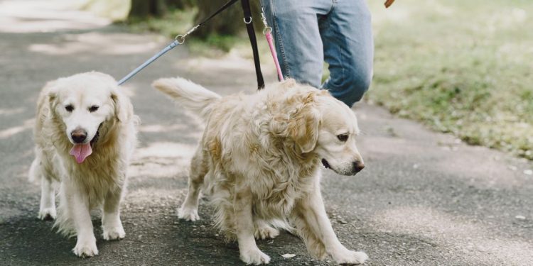 passeando cachorro