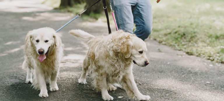 passeando cachorro