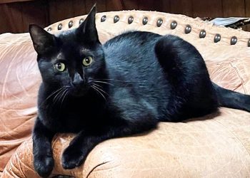 Pepper (Foto: Courtesy John Lednicky)