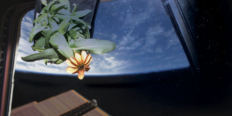 planta flor fora da terra