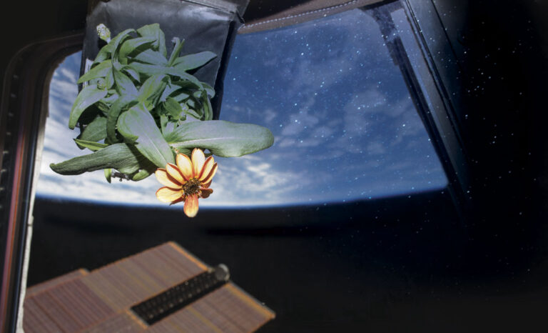 planta flor fora da terra