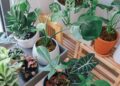 plantas