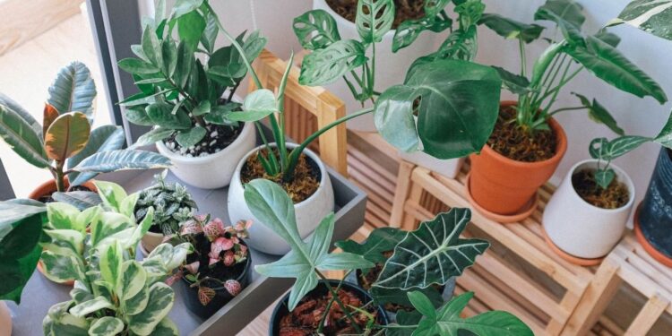 plantas
