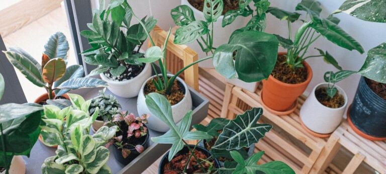 plantas