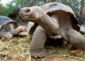 tartaruga ilha