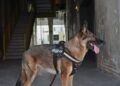 Cão policial aposentado sai passear