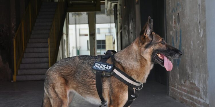 Cão policial aposentado sai passear
