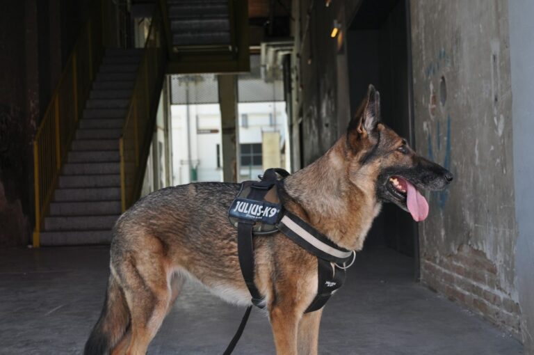 Cão policial aposentado sai passear