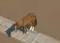 cavalo caramelo