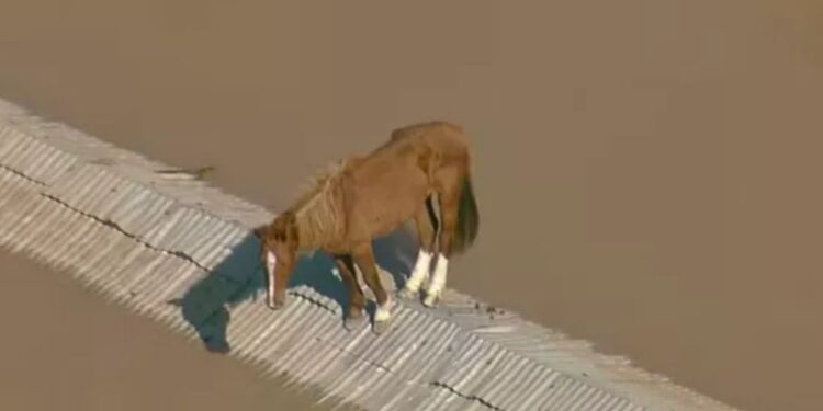 cavalo caramelo