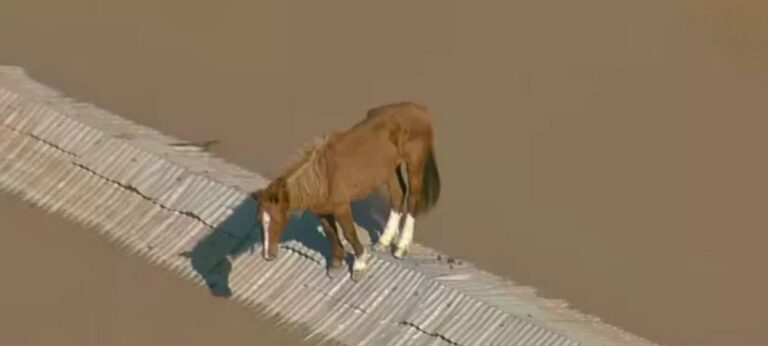 cavalo caramelo